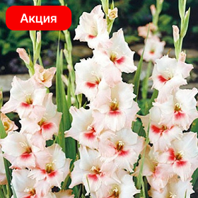 Карточка (62).png
