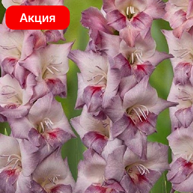 Карточка (65).png