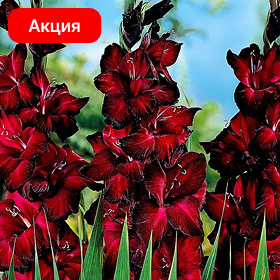 Карточка (70).png