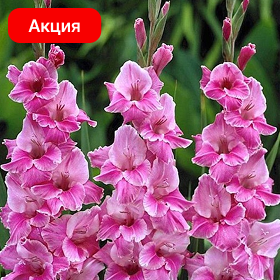 Карточка (68).png