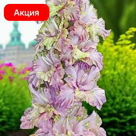 Карточка (56).png