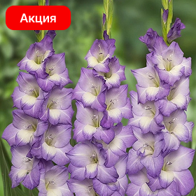 Карточка (61).png