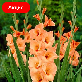 Карточка (59).png