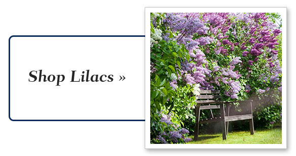 Shop Lilacs