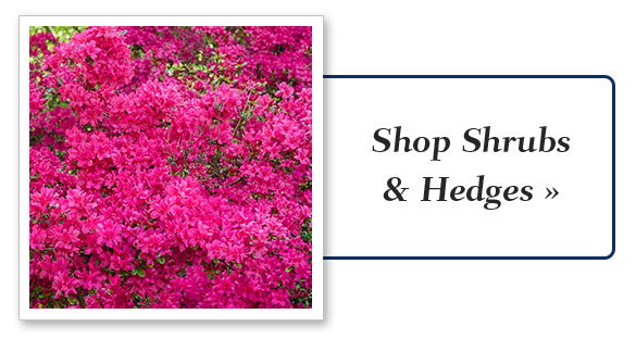 Shop Shrubs & Hedges