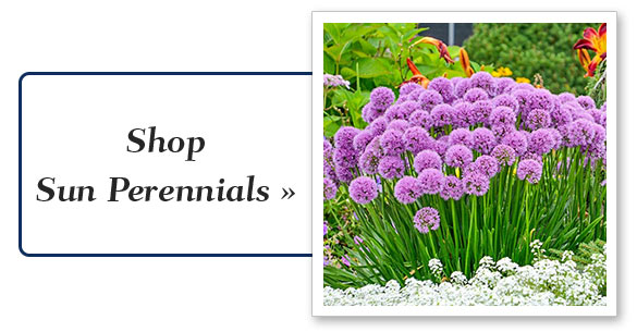Shop Sun Perennials