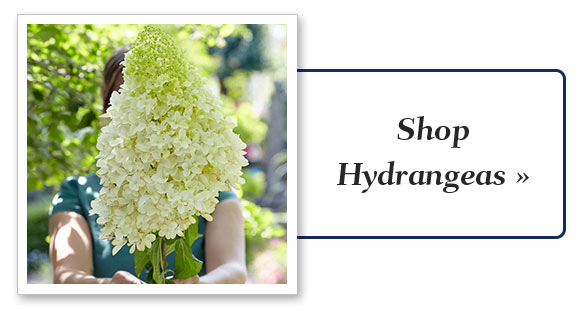 Shop Hydrangeas