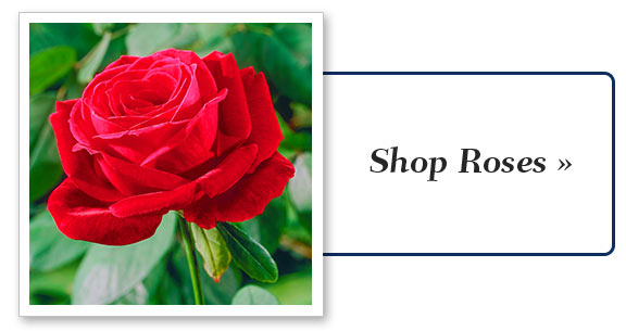 Shop Roses