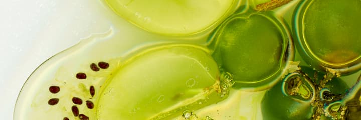 Healthy fats support softness
