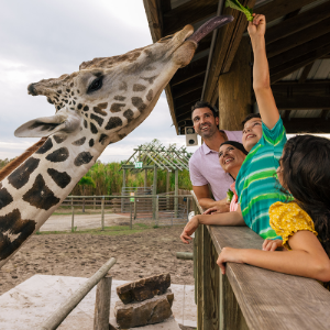A family leans over a wooden railing to feed a giraffe at an outdoor zoo or wildlife park. The child in a green striped shirt stretches an arm upward, offering leafy greens to the giraffe’s long tongue. Other family members smile and watch closely under a covered viewing platform. The background shows fenced enclosures, greenery, and an overcast sky, emphasizing a fun and educational animal encounter.