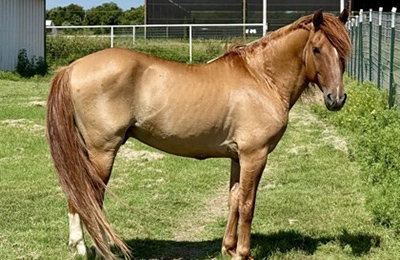Equine Adoption Spotlight