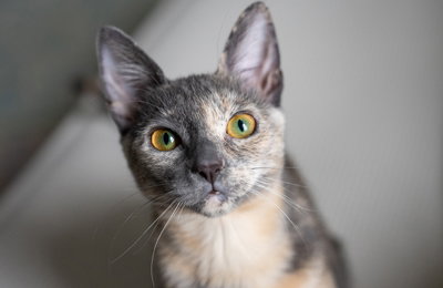 Adopt a Shelter Cat Month Landing Page