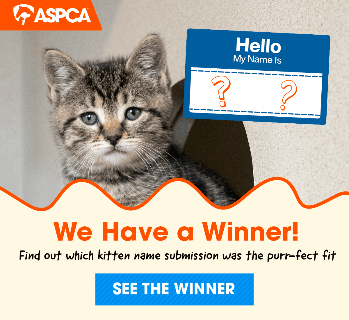 Kitten Name Vote/Submission Reveal
