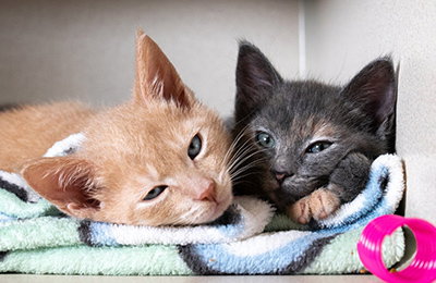 ASCM Ways to Help Cats and Kittens