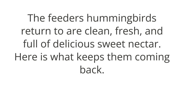 The feeders hummingbirds return to are clean