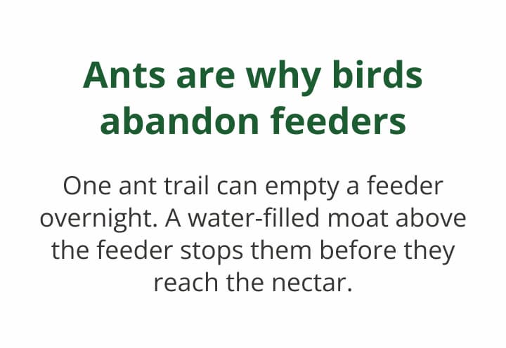 Ants are why birds abandon feeders