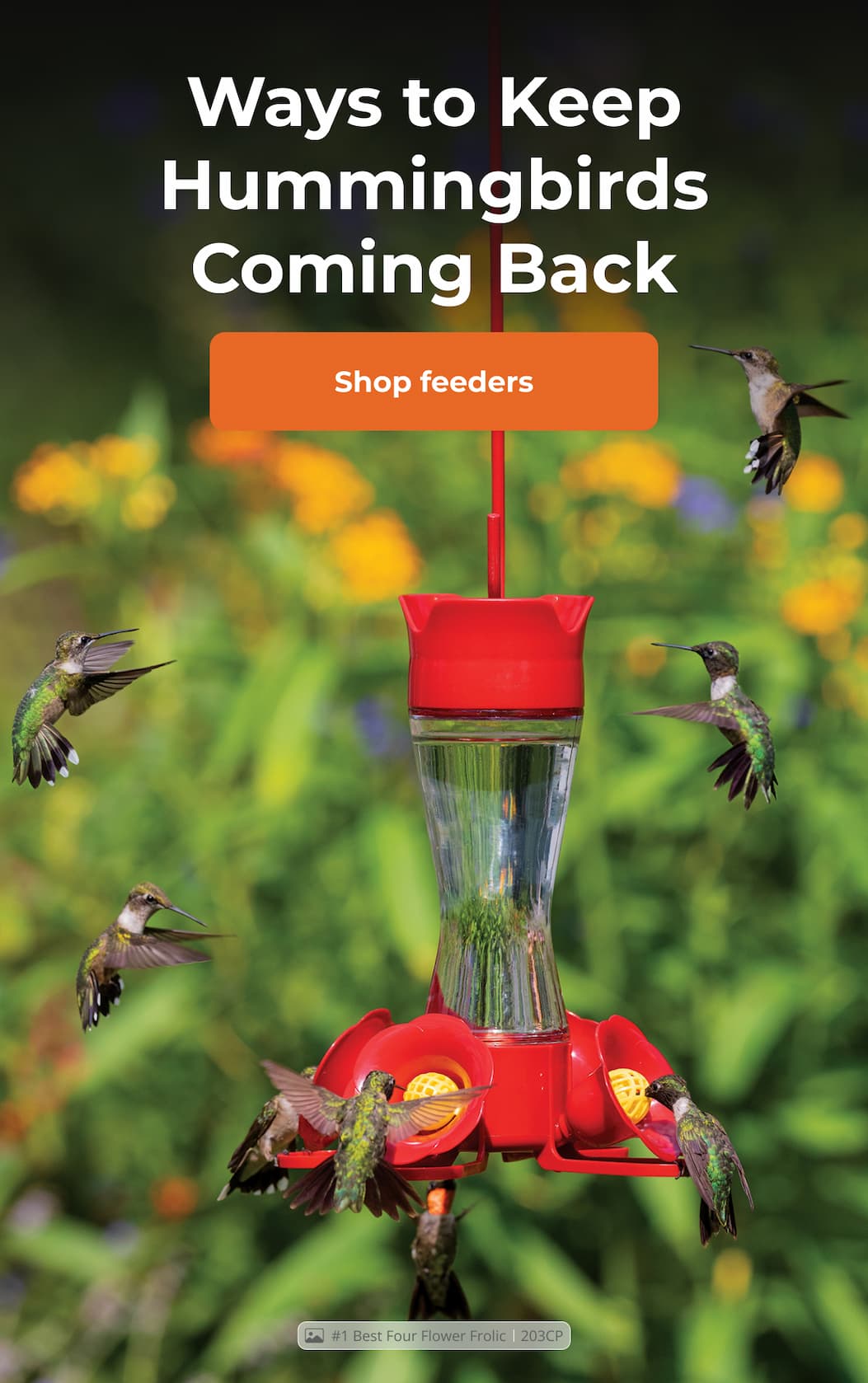 Mid-season is when hummingbirds stay or leave