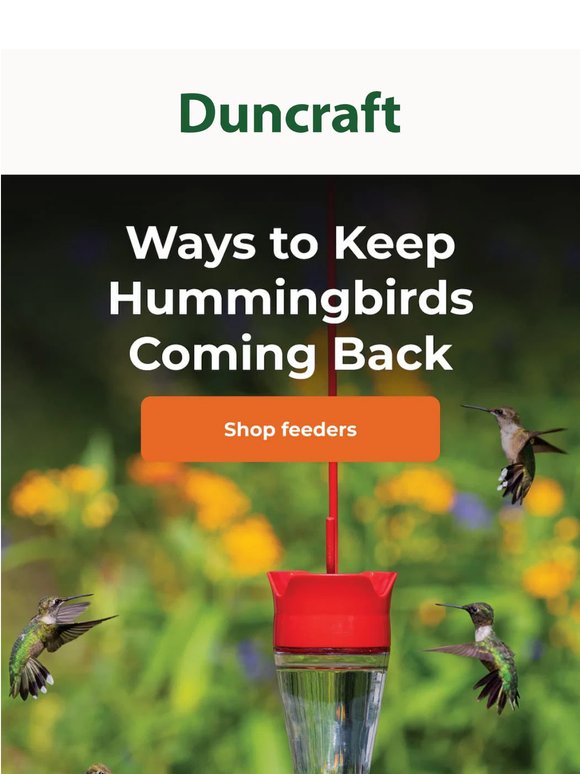 Ways to Keep Hummingbirds Coming Back All Season