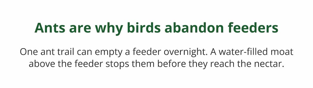 Ants are why birds abandon feeders