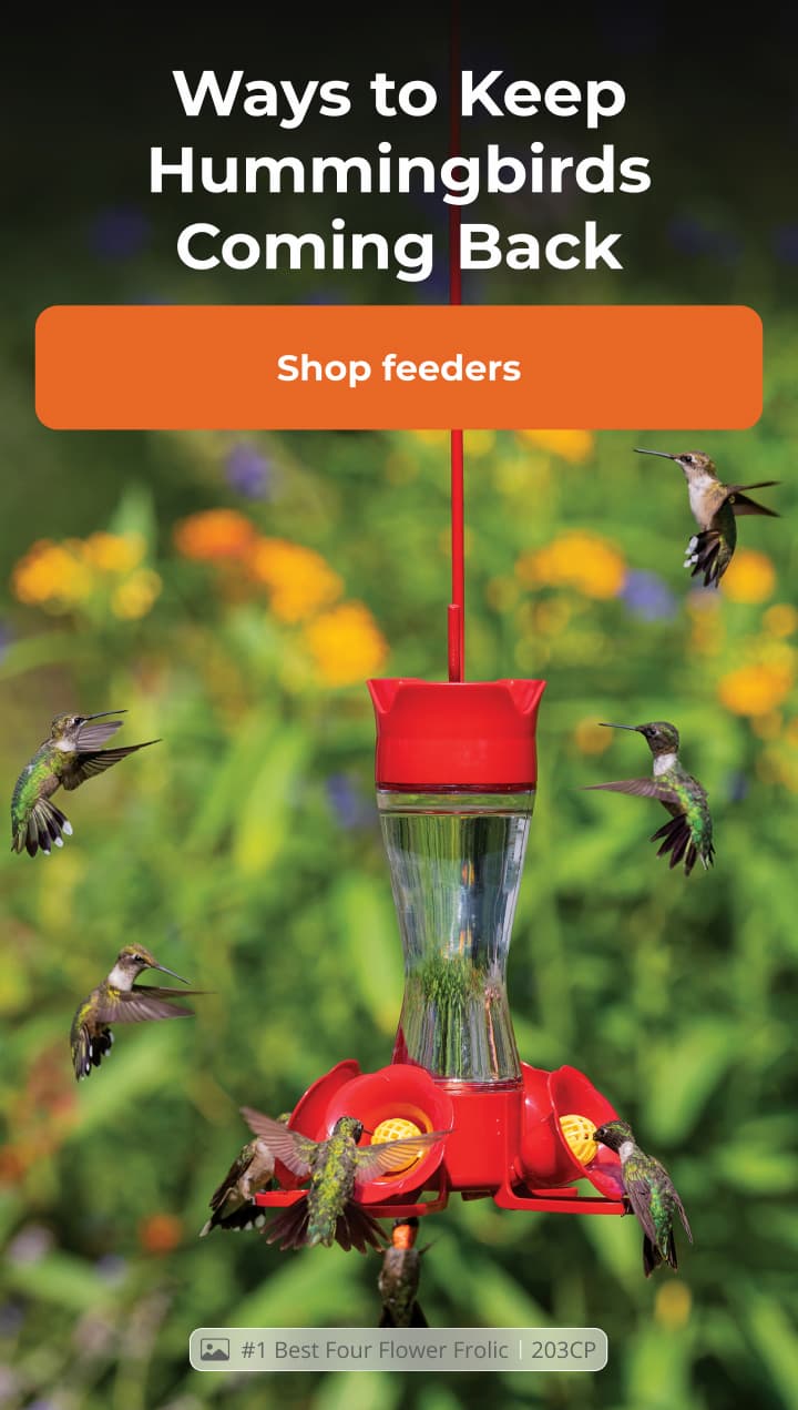 Mid-season is when hummingbirds stay or leave