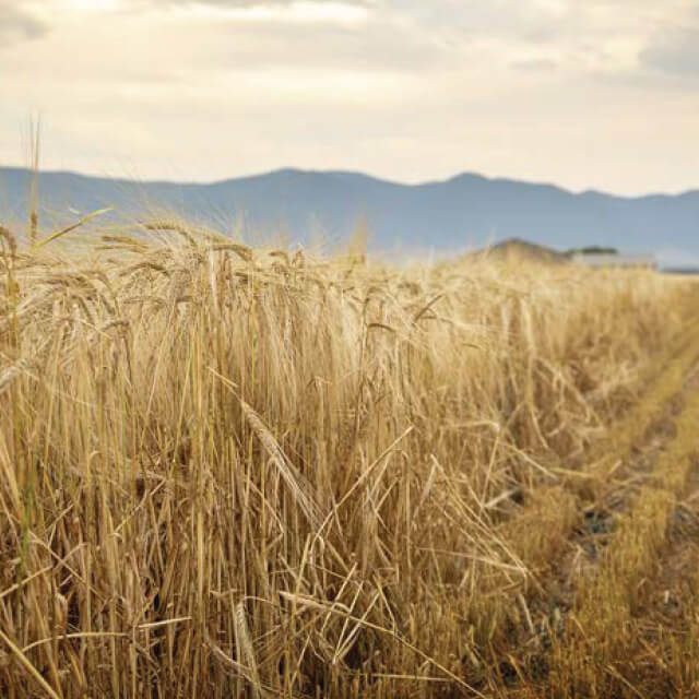 Image of field of barley