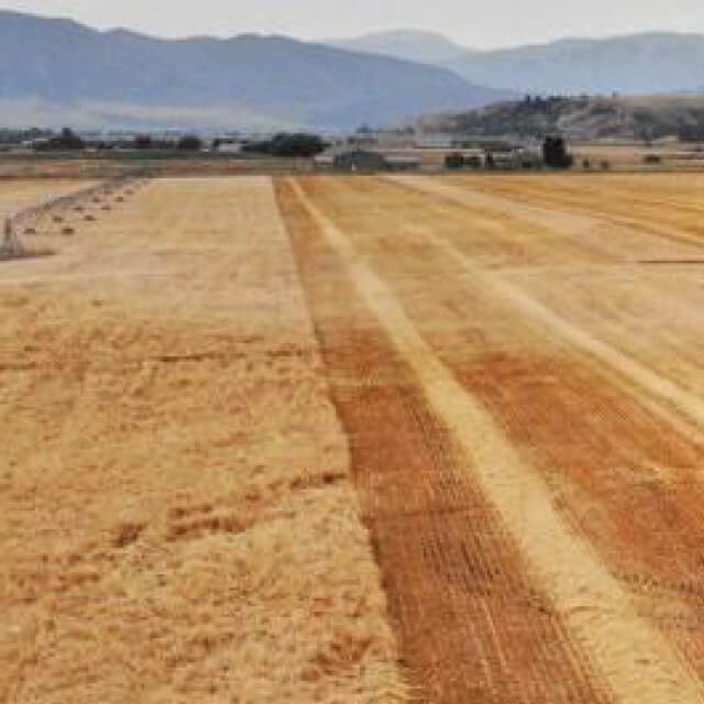Field with barley being harvested