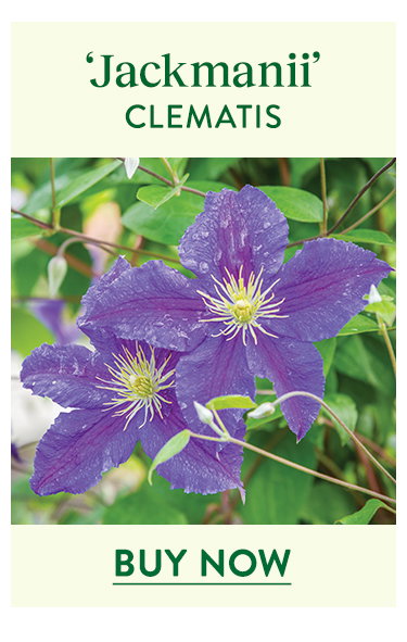 Jackmanii, Clematis