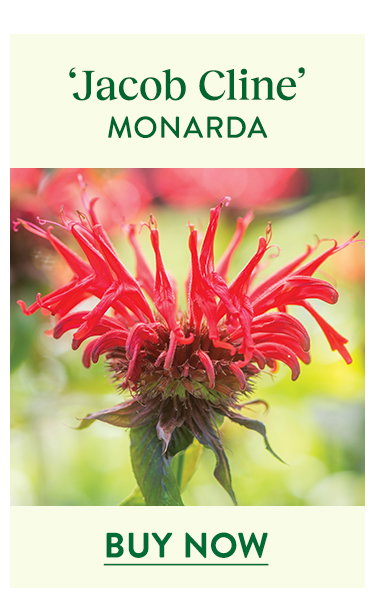 Jacob Cline, Monarda
