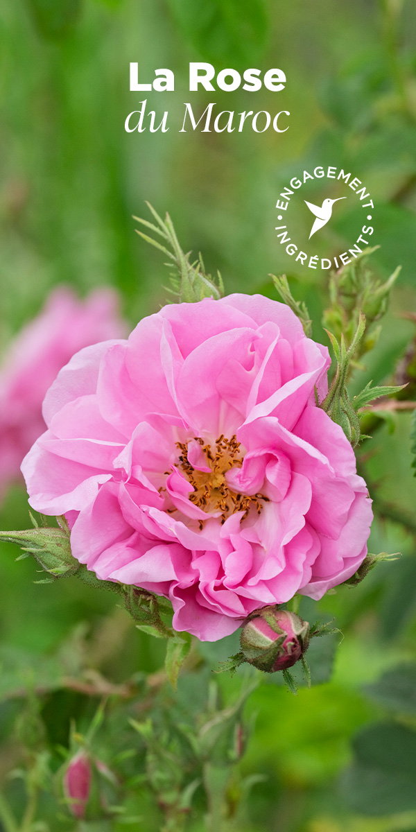 La Rose du Maroc