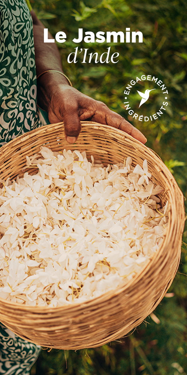 Le Jasmin d’Inde