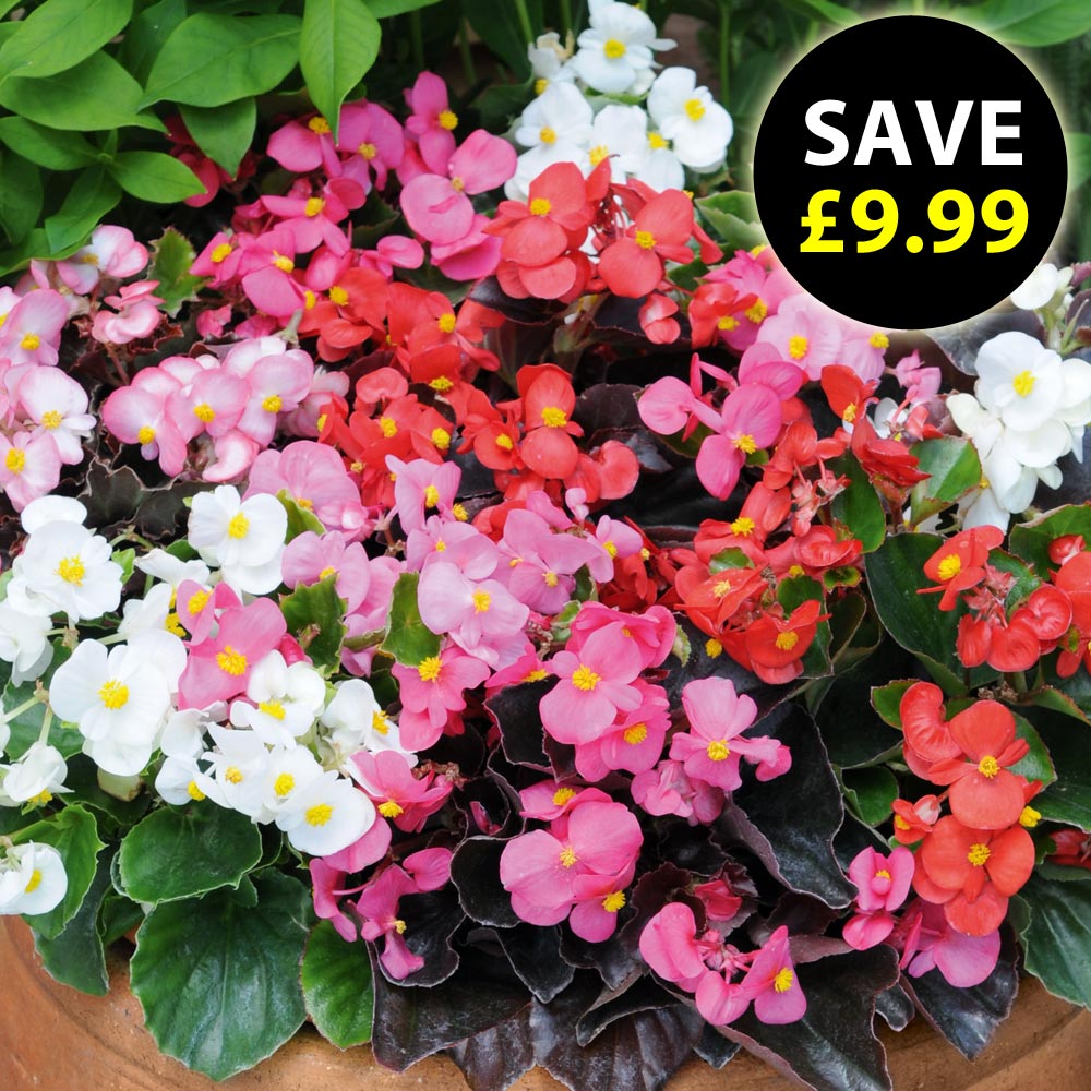 Begonia 'Organdy Mixed'