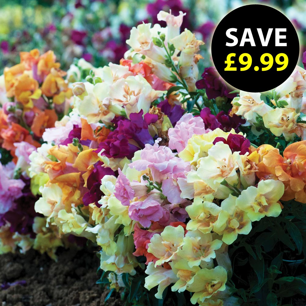 Antirrhinum 'Mini Butterflies Mixed'
