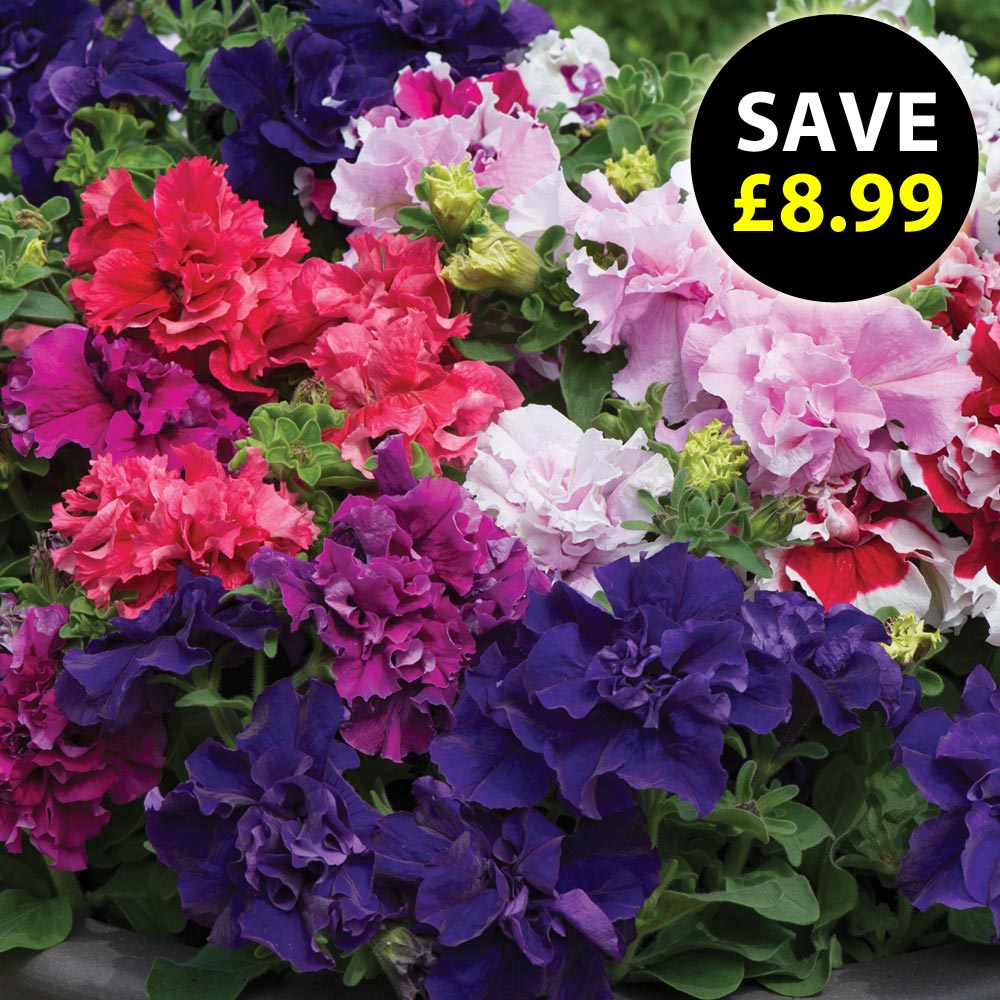 Petunia 'Orchid-Flowered Mixed'