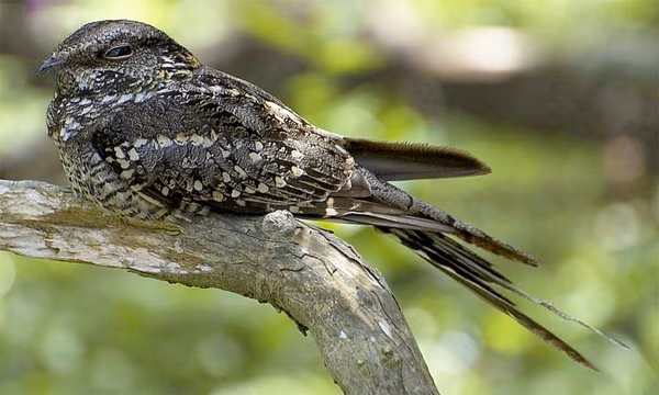 These odd birds flirt by clapping in the middle of the night | Nautilus