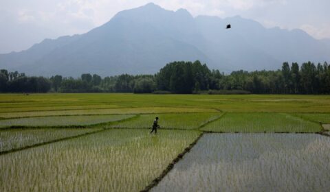 Hot weather hurts Asian crops as powerful El Nino takes shape