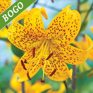 Leichtlinii Lily