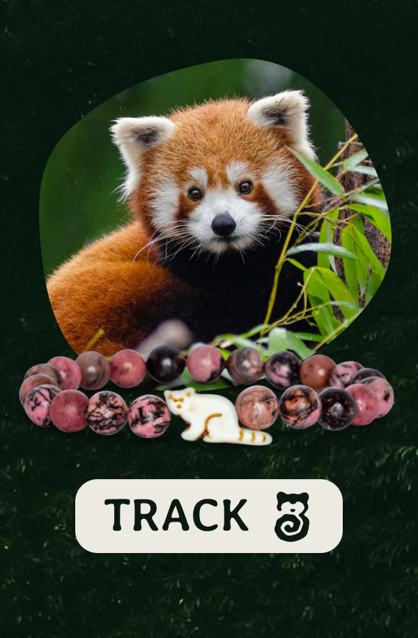 Track a real red panda today! Shop now!