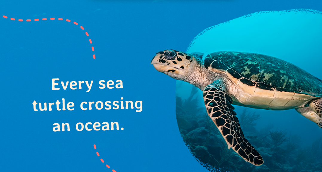 Every sea turtle crossing an ocean. Every shark carving through open water.