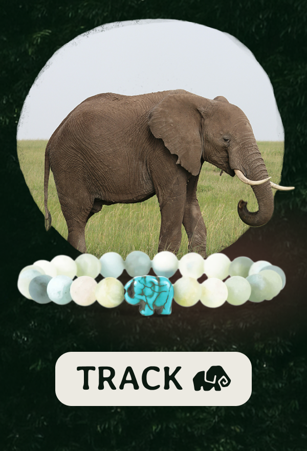 Track a real elephant today! Shop now!