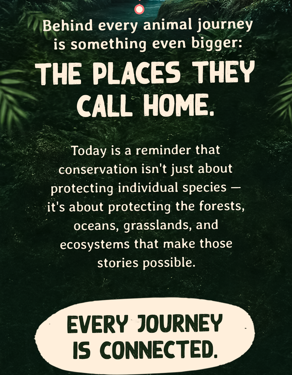 Today is a reminder that conservation isn't just about protecting individual species - it's about protecting the forests, oceans, grasslands, and ecosystems that make those stories possible.