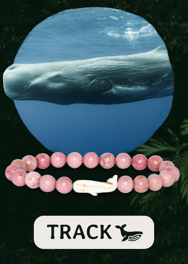 Track a real whale today! Shop now!