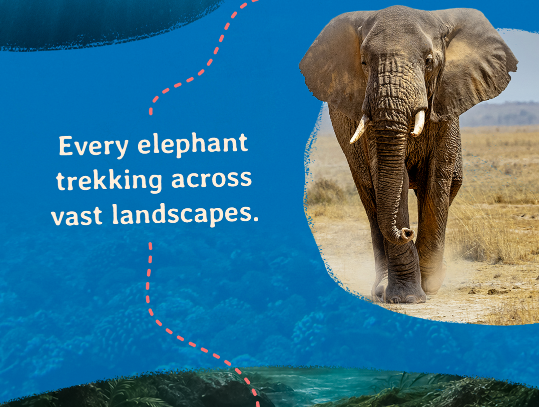 Track a real elephant! Explore the entire animal tracking bracelet collection.