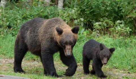 In Japan, a bull market for bear deterrents