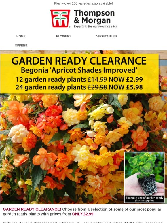 CLEARANCE! Garden Ready Begonia Apricot Shades 25p each!