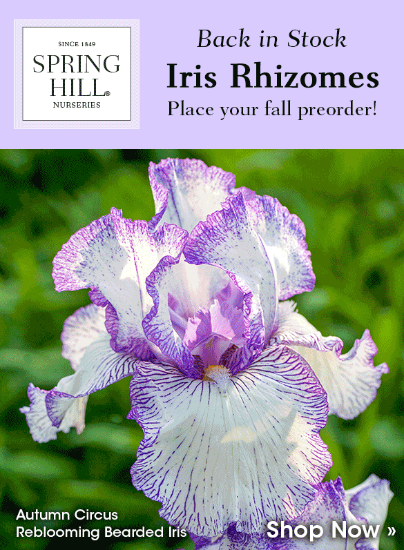 Back in Stock | Preorder Fall-Shipped Irises