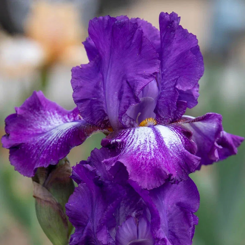 Aubergine A La Mode Reblooming Bearded Iris
