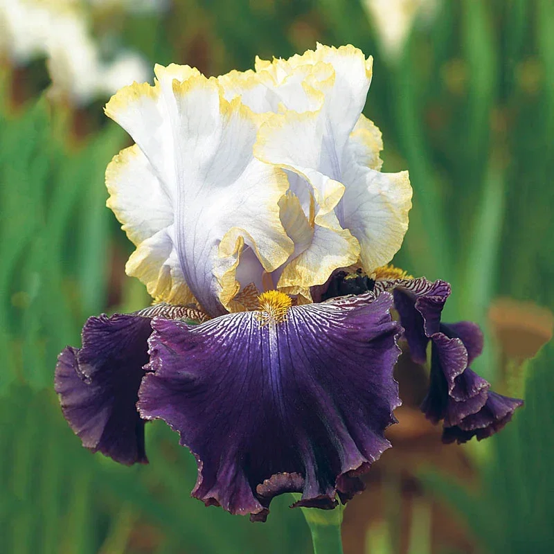 Slovak Prince Bearded Iris
                  