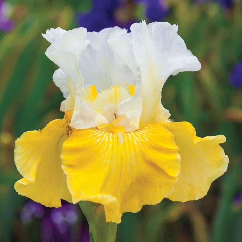 Alpine Journey Bearded Iris
