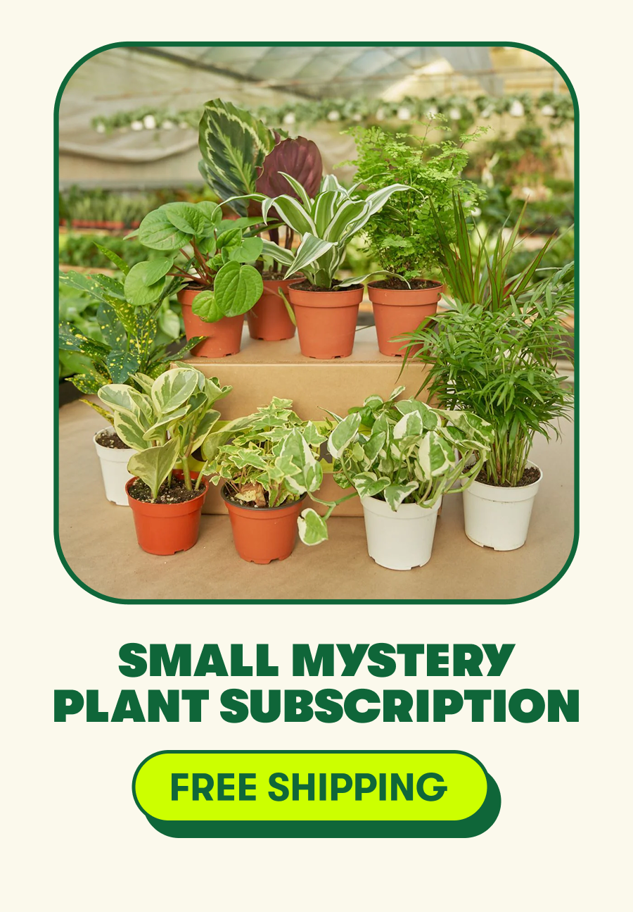 small mystery plant subscription