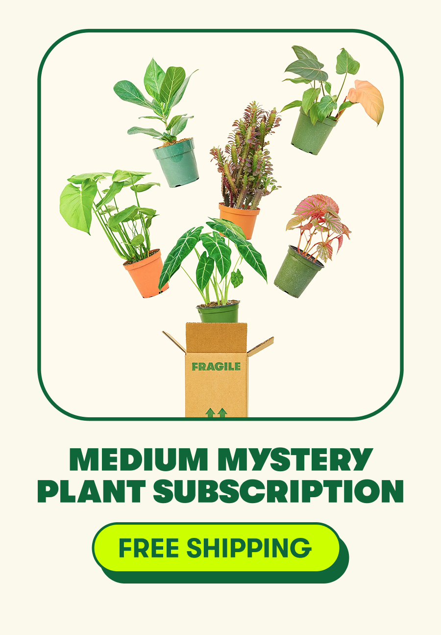 Medium mystery plant subscription